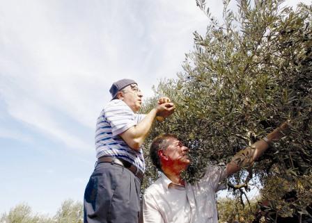 رئيس الوزراء الفلسطيني سلام فياض (يسارا) وروبرت سيري يجمعان الزيتون في قرية ترمسعيا بالضفة الغربية يوم  أمس الثلاثاء
